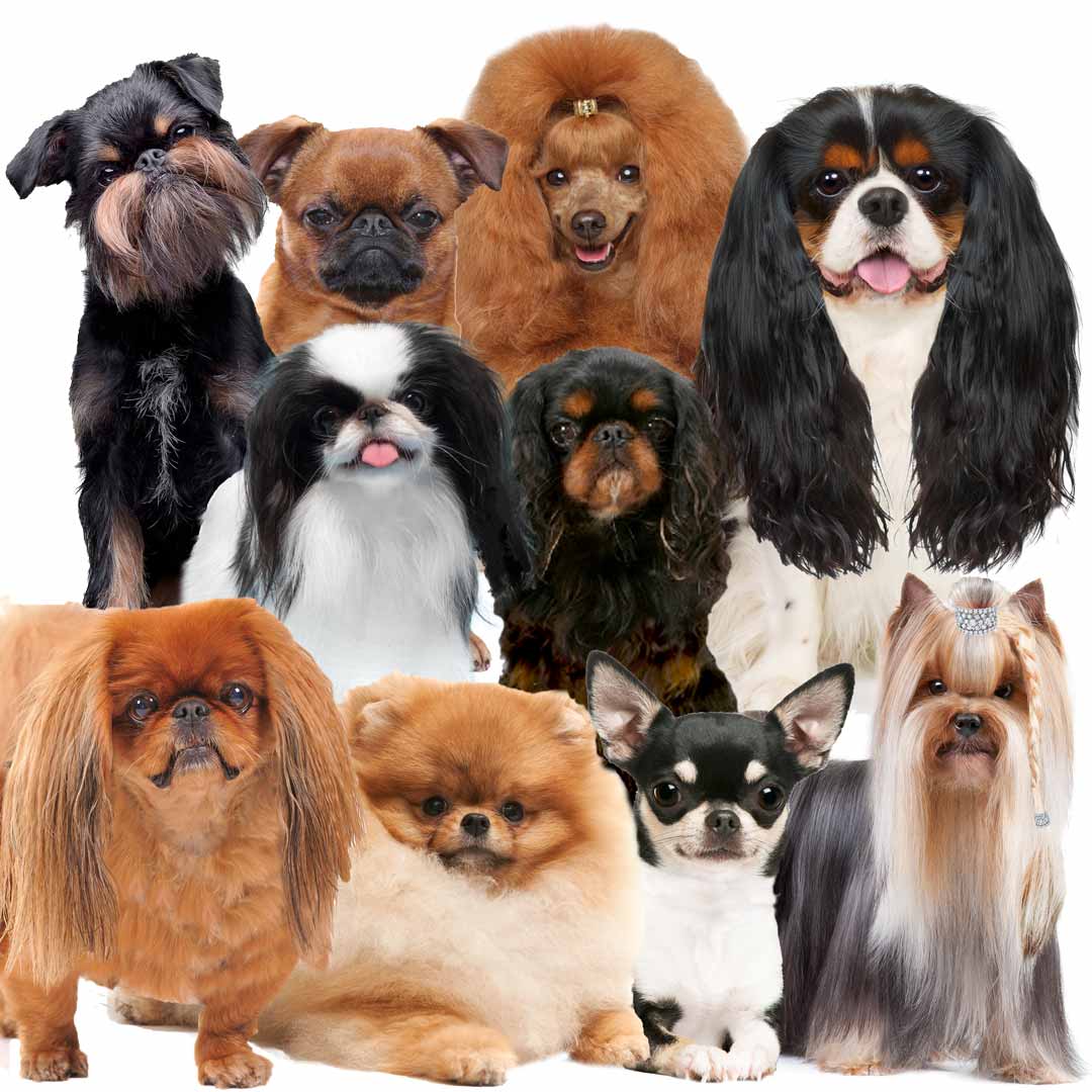 toy dogs